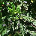 Ceanothus papillosus 4