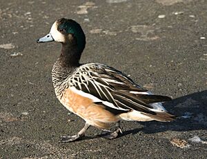 Chiole Wigeon