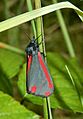 Cinnabar moth in GT small meadow