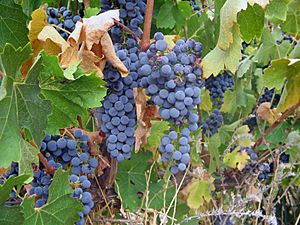 Clare Valley Cabernet Sauvignon