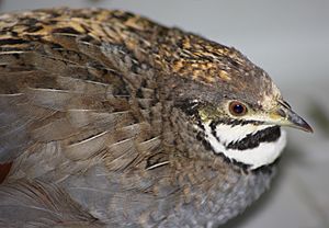 Coturnix chinensis Bruggen