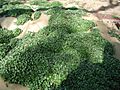 Crimson clover sprouts