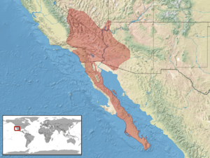 Crotalus mitchellii distribution (RDB).png