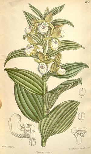 Cypripedium californicum.jpg