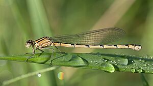 Damselfly 05 (MK).jpg