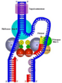 E. coli replisome