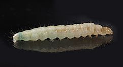 Eposlarvae