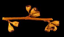 Eucalyptus brevipes fruit