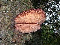 Fistulina hepatica at Friar's Carse