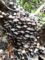 GT Fairy Inkcap Coprinellus disseminatus on stump in Forest School