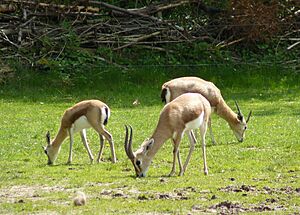 Gazella dorcas