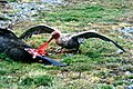 Giant petrel