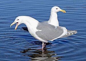 Glaucous-winged Gull pair