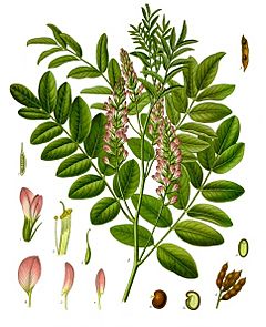 Glycyrrhiza glabra - Köhler–s Medizinal-Pflanzen-207.jpg