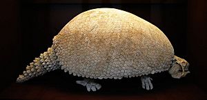 Glyptodon-1.jpg