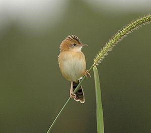 Golden-headed Cisticola94