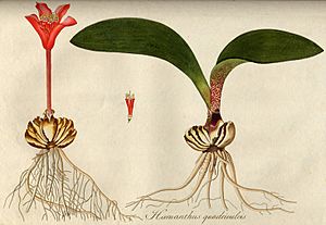 Haemanthus pubescens00