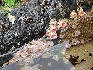 Haystack Rock Tidepools - 53060755397