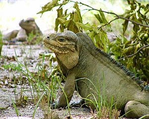 Iguana sitting down looking to the left