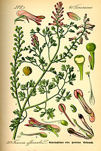 Illustration Fumaria officinalis0