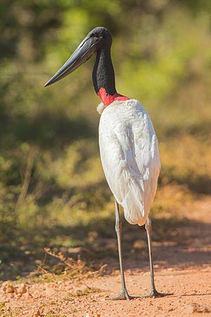 Jabiru Mato Grosso Pantanal Brazil-2.jpg