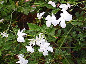 Jasminum officinale Enfoque 2010-7-11 TorrelaMata