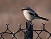 Lanius ludovicianus, Palo Alto Baylands 1.jpg