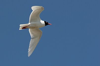 Larus melanocephalus