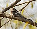 Lesser Nighthawk