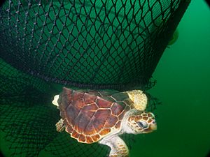 Loggerhead ted-noaa