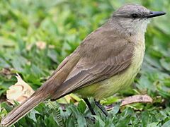 Machetornis rixosa-standing