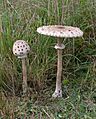 Macrolepiota-procera