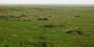 McFaddin National Wildlife Refuge, Jefferson County, Texas, USA (30 April 2010)