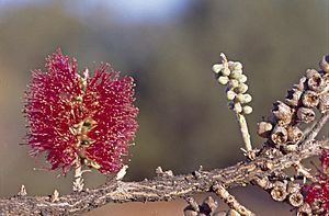 Melaleuca apostiba.jpg