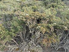 Melaleuca haplantha 02