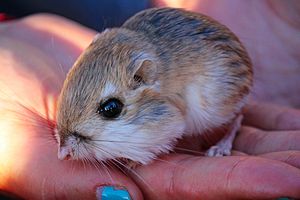 Merriam's Kangaroo Rat.jpg