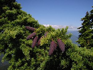 MountainHemlock 6739