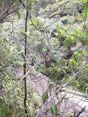 Nepenthes rigidifolia3