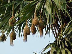 Nests in Palmyra Palm tree