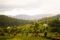 Nilgiri Hills