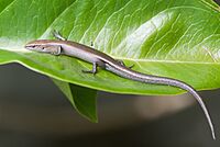 Niveoscincus metallicus - Austin's Ferry.jpg