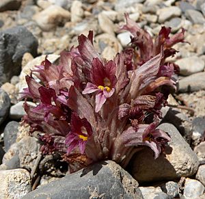 Orobanche corymbosa 2.jpg