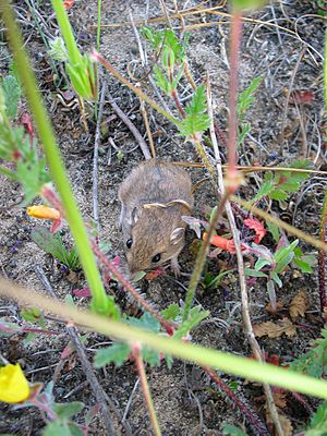 Pacific pocket mouse.jpg