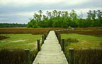 Palmetto Islands Park Boardwalk 2