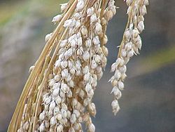 Panicum miliaceum0