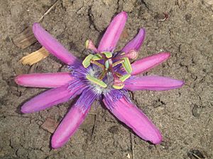 Passiflora loefgrenii1