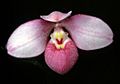 Phragmipedium schlimii Orchi 02