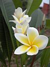 Plumeria-1-KayEss-1