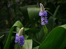 Pontederia cordata01