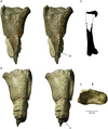 Proximal femur of a large theropod dinosaur from Washington State